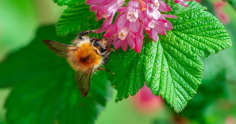 Ist Honig vegan? Die ganze Wahrheit über Bienen und ihre süße Ernte